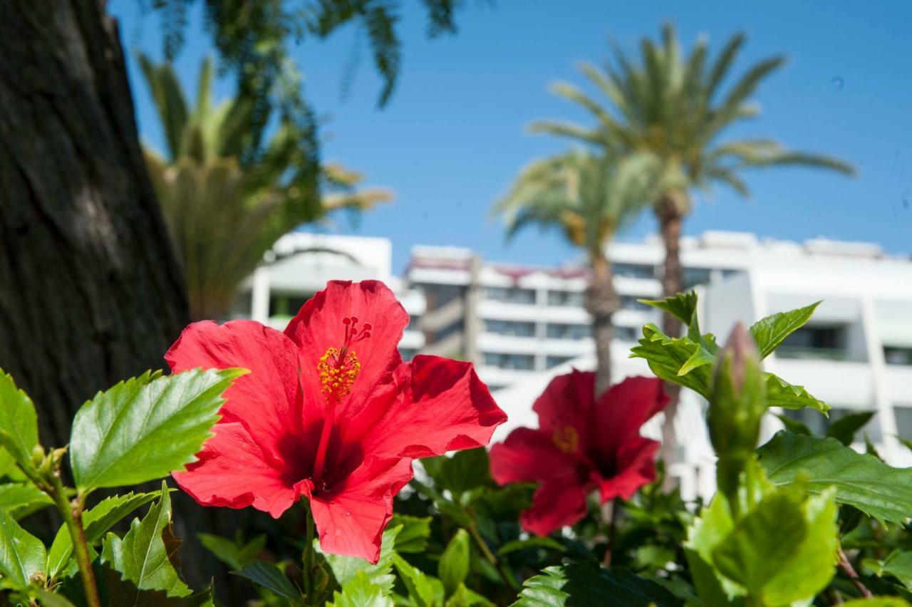 Apartmán Optimist 1 Playa de las Americas  Exteriér fotografie